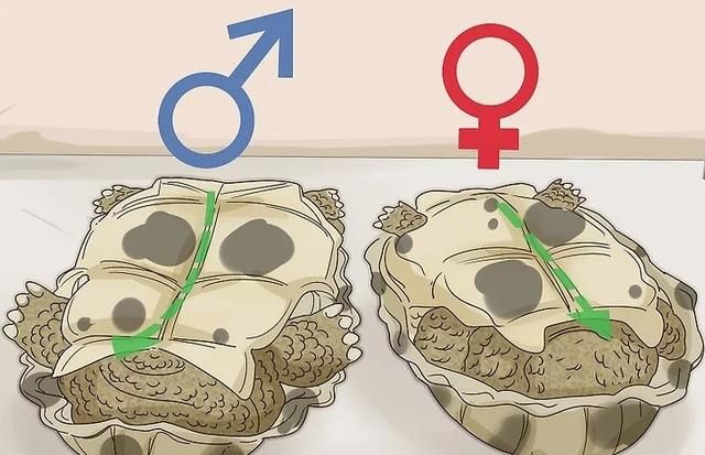 如何辨别一只乌龟是雄性还是雌性！