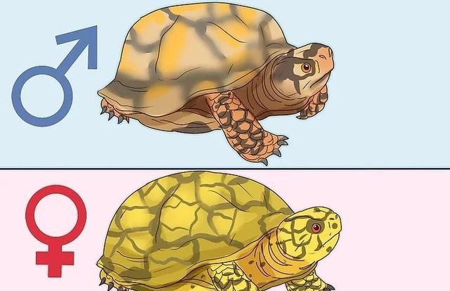 如何辨别一只乌龟是雄性还是雌性！
