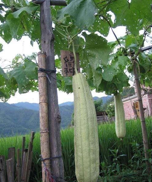 在农村,如何保存丝瓜种子,来年种植图9