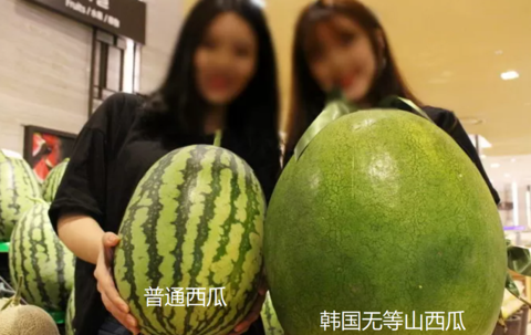 文在寅切的西瓜被吐槽没熟 韩媒：是韩国特产 10元一斤抗衰老