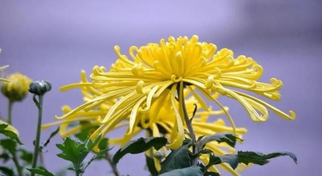 我们常说黄花大闺女，这个花是指什么花?为什么是黄花而非别的花?