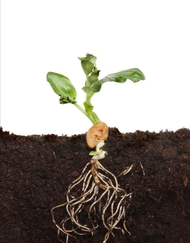 蚕豆种植有什么好处,种蚕豆是干的还是新鲜的图3