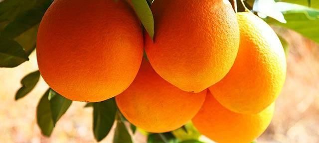#秋补#吃橙子有什么好处图1