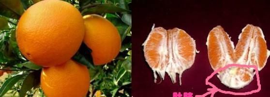 #秋补#吃橙子有什么好处图3