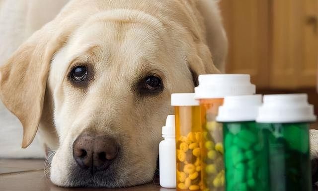 狗狗发烧有哪些症状？能不能喂人类的退烧药？