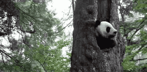哇，来“熊猫老家”看大熊猫