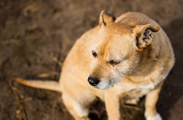 关于犬瘟热：犬瘟有多久潜伏期？会出现哪些症状？以及如何预防？