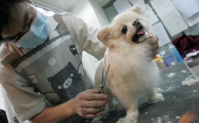 关于犬瘟热：犬瘟有多久潜伏期？会出现哪些症状？以及如何预防？