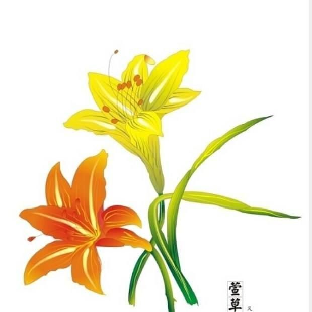 李清照《醉花阴》中的名句“人比黄花瘦”中的黄花指的是什么花？