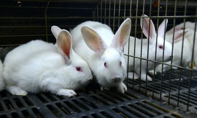 新手养兔需要注意什么？如何才能把兔子养好？