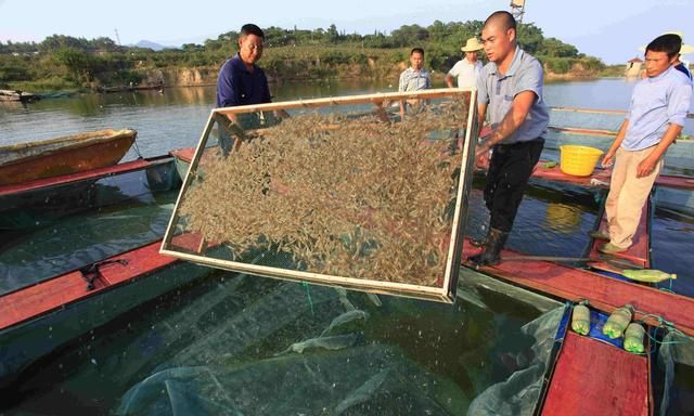 池塘青虾养殖高产10招，水产类消费长期看好