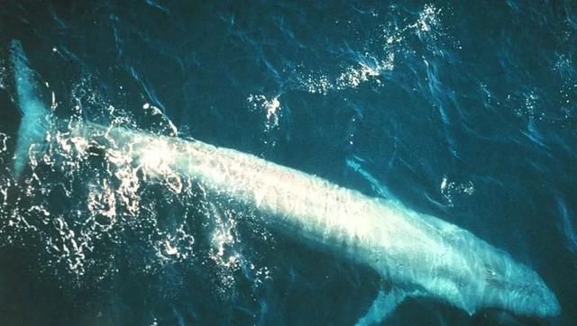 地球上最大的动物，蓝鲸究竟有多大？