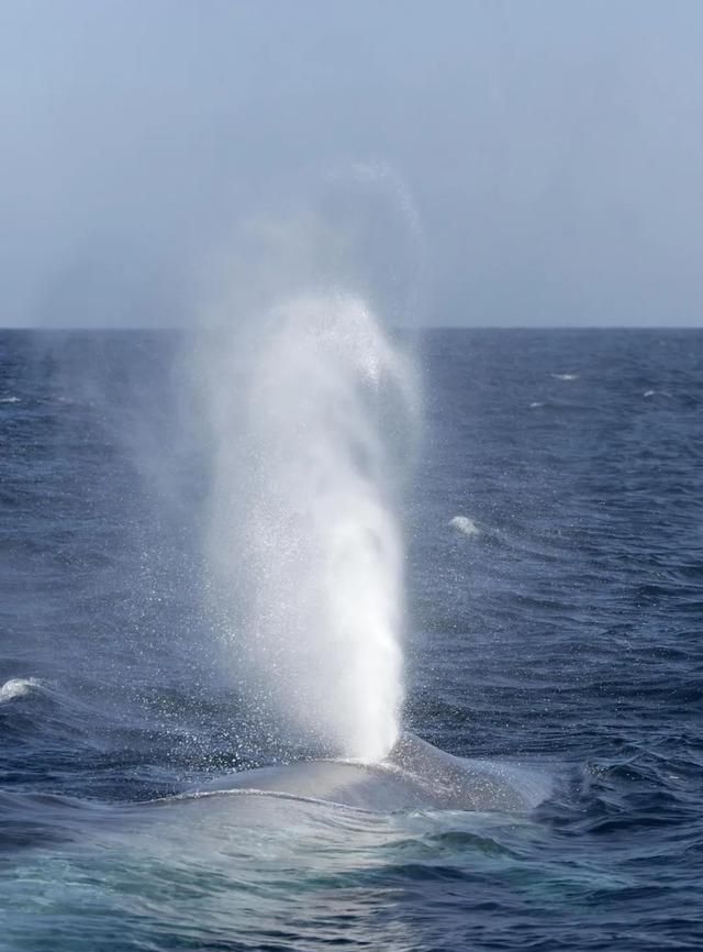 地球上最大的动物，蓝鲸究竟有多大？