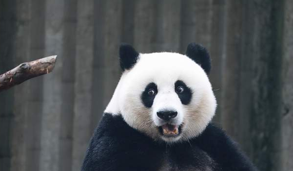 中国十大珍稀动物介绍，野生大熊猫被誉为国宝(剩1800只)