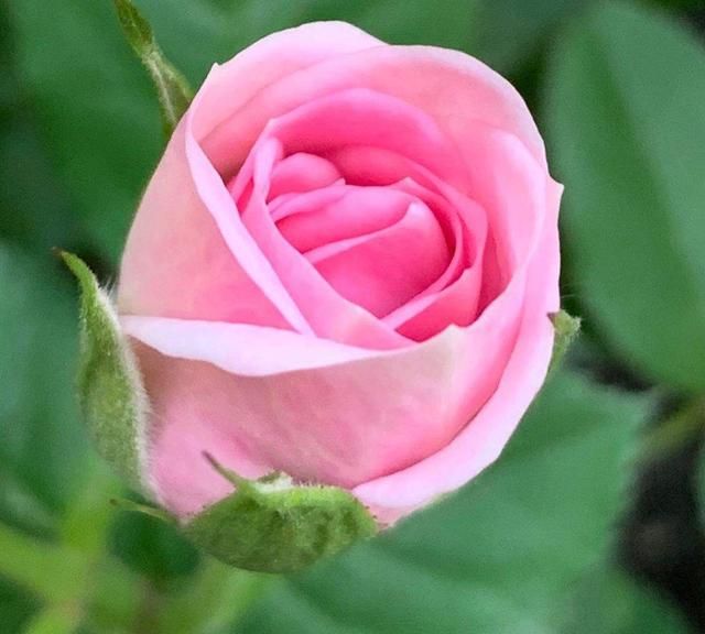 在家种几朵玫瑰，不仅可以赏花，还能泡泡花茶，生活很有情调