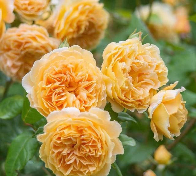 在家种几朵玫瑰，不仅可以赏花，还能泡泡花茶，生活很有情调