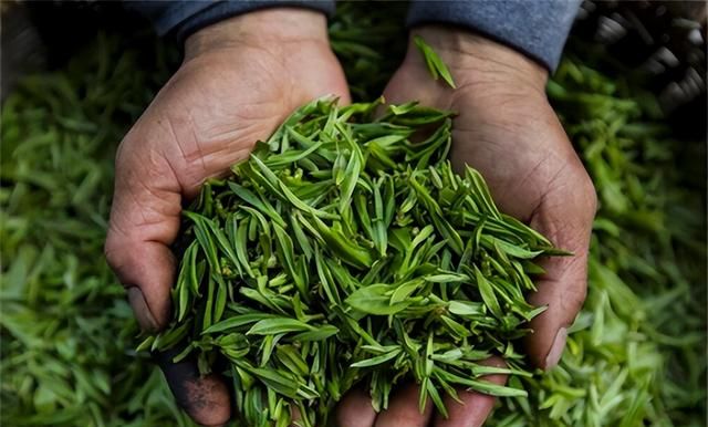 中国五大名茶是哪些？你喝过哪几种？没想到茶叶之间也要分个高低