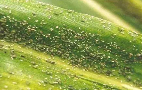 今年蚜虫爆发太厉害，15种防治蚜虫的方法得知道