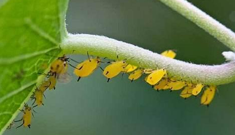 今年蚜虫爆发太厉害，15种防治蚜虫的方法得知道
