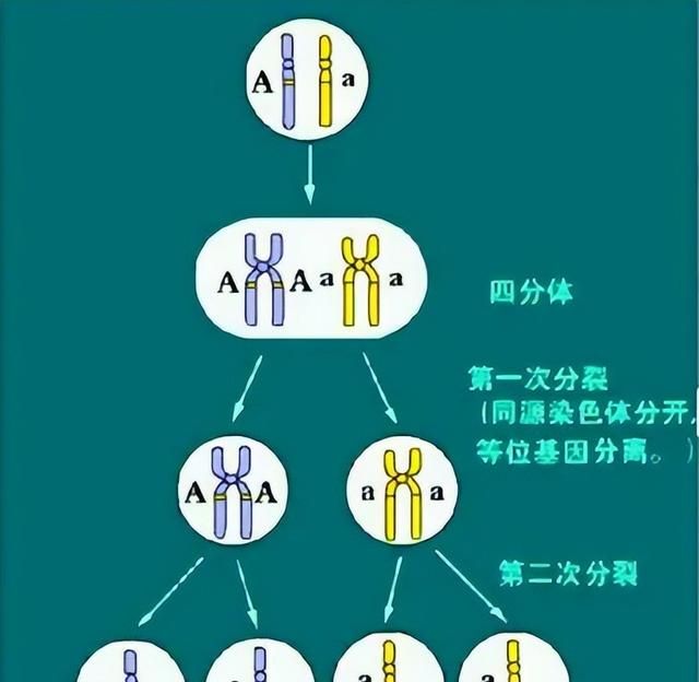 什么是等位基因，DNA亲子鉴定中如何利用等位基因确定亲子关系？