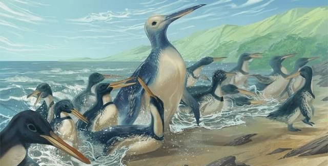 恐龙灭绝800万年后，史上最大企鹅就出现了，体型大如两个成年人