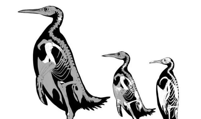 恐龙灭绝800万年后，史上最大企鹅就出现了，体型大如两个成年人