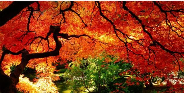秋天的红叶是什么树图2