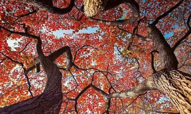 秋天的红叶是什么树图6