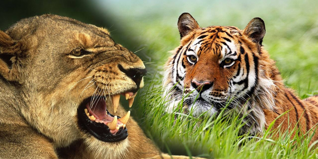 狮子和老虎谁更厉害？为什么“森林之王”是老虎，而不是狮子？