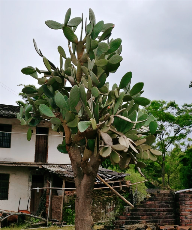 仙人掌长8米，变成“仙人树”，结满“火龙果”，一棵值十万
