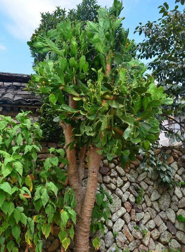 仙人掌长8米，变成“仙人树”，结满“火龙果”，一棵值十万