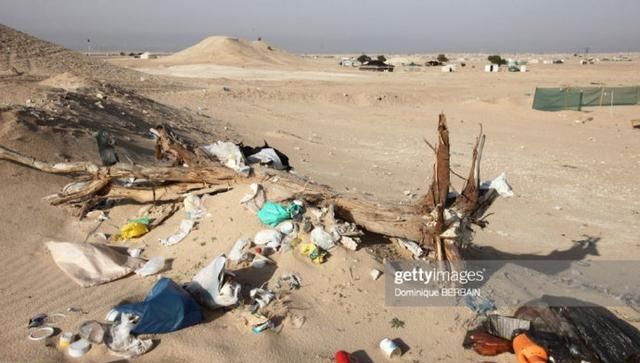 迪拜300只骆驼因塑料污染死亡，胃里能装20公斤塑料