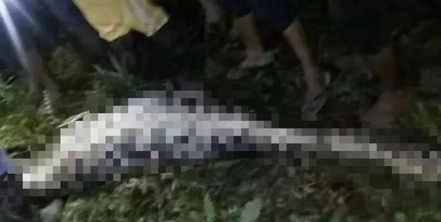 7米长！印尼54岁女子被巨蟒活吞，人心惶惶：还剩条8.2米蟒蛇游荡