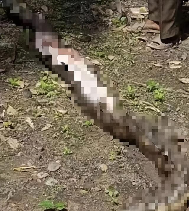 7米长！印尼54岁女子被巨蟒活吞，人心惶惶：还剩条8.2米蟒蛇游荡