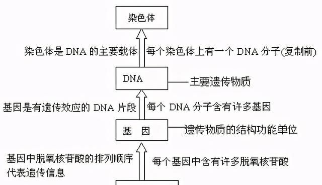 DNA的结构和计算 高中生物重点知识梳理