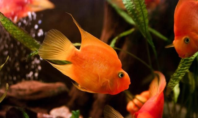缤纷绚丽的鹦鹉鱼怎么养才能让它更红？5个方法帮你区分公母！