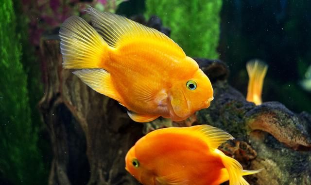 缤纷绚丽的鹦鹉鱼怎么养才能让它更红？5个方法帮你区分公母！