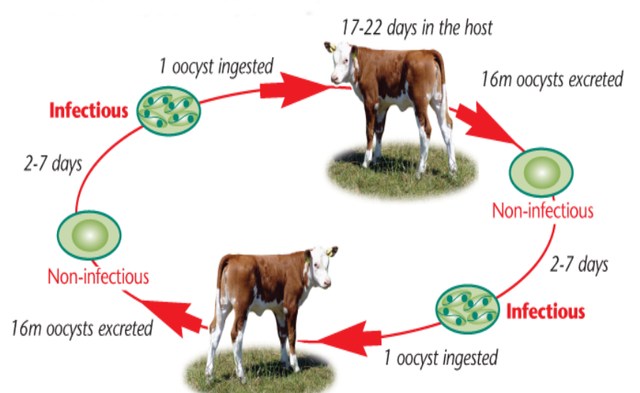 球虫病防控：形成带虫免疫，建立犊牛可持续防线
