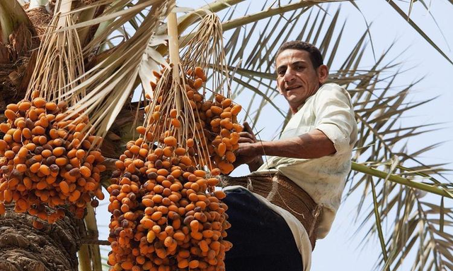 埃及人的“绿色黄金”椰枣，靠种植年赚5亿美元，中国为何不种？