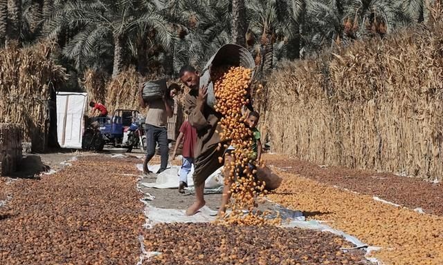 埃及人的“绿色黄金”椰枣，靠种植年赚5亿美元，中国为何不种？