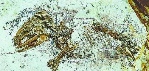 1.2亿年前化石提供重要线索 揭示哺乳动物听觉器官演化奥秘