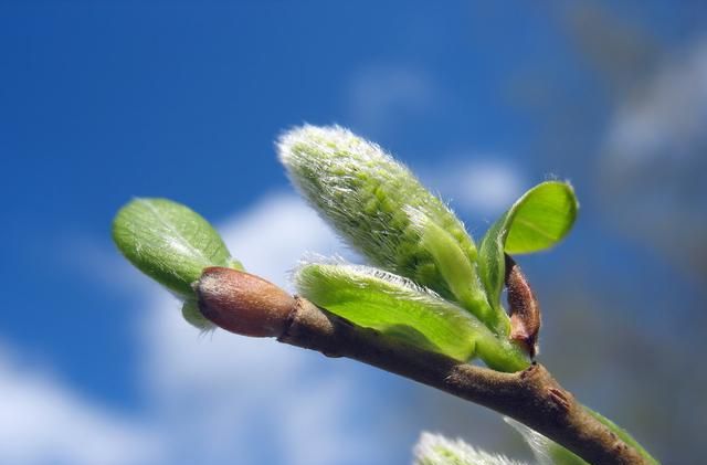 阳春三月杨柳绿，柳树芽的作用可不少！