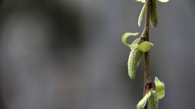 阳春三月杨柳绿，柳树芽的作用可不少！