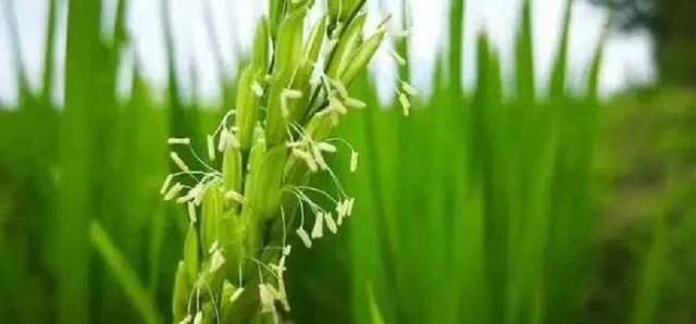 水稻的逆袭：不起眼的一颗植物，如何影响中国的历史走向？