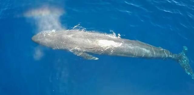 地球上最大的蓝鲸，每次排出2吨粪便，为何被称为海洋中的钻石？