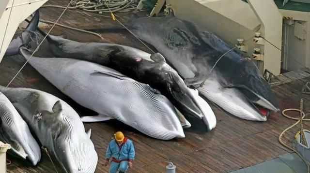 地球上最大的蓝鲸，每次排出2吨粪便，为何被称为海洋中的钻石？