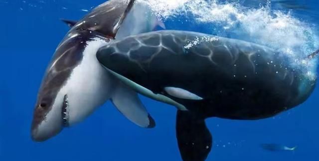 大白鲨的弱点被找到！虎鲸用“催眠法”一招制服，吃掉鲨鱼的内脏