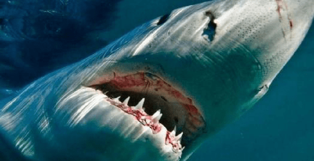 大白鲨的弱点被找到！虎鲸用“催眠法”一招制服，吃掉鲨鱼的内脏