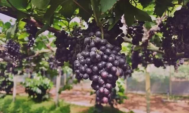 葡萄如何种植,种植葡萄图4