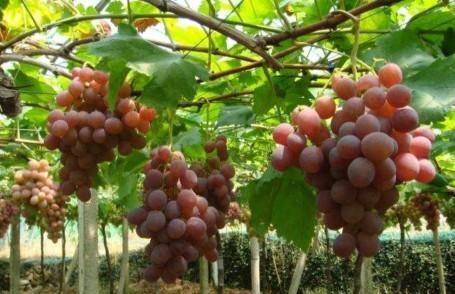 葡萄如何种植,种植葡萄图6